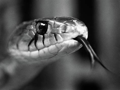 1960s Close-up Head Of Snake Sticking Photograph by Vintage Images - Fine Art America