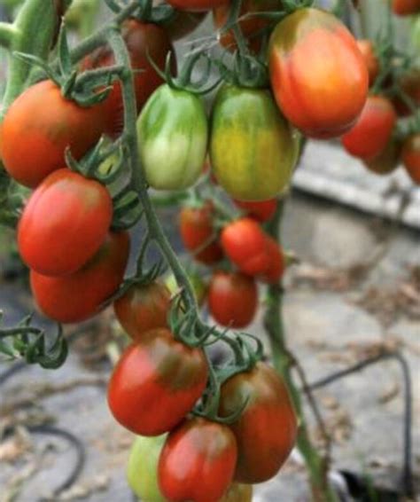 Black Plum Tomato Seeds | Heirloom | Organic | Tim's Tomatoes