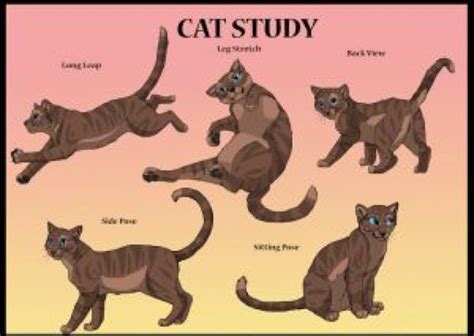 Cat Study by brownwhisker on @DeviantArt | Cat drawing, Cats, Cat problems