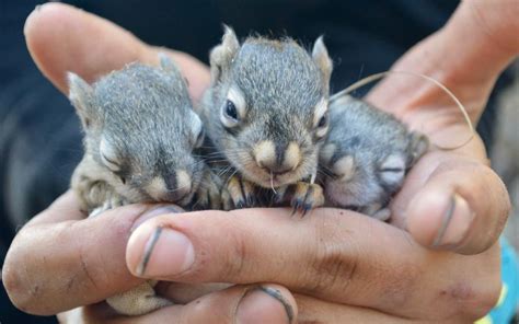 Nuts For Red Squirrels | Up Here Publishing