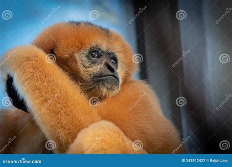 Portrait of a a Gibbon Monkey Stock Image - Image of portrait, wildlife ...