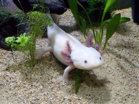 Axolotl, or Mexican Walking Fish, Care - HubPages