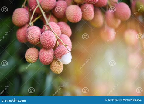 Lychee fruit stock photo. Image of group, green, freshness - 120140874