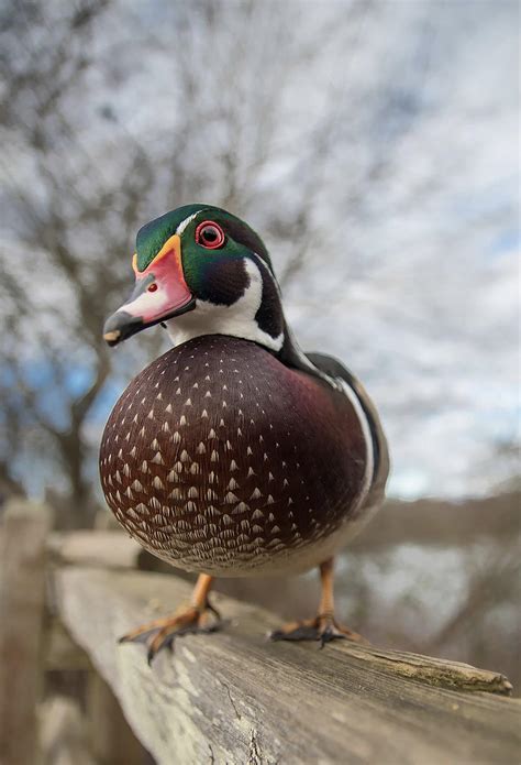 The Wood Duck pictured in a forest : r/wingspan