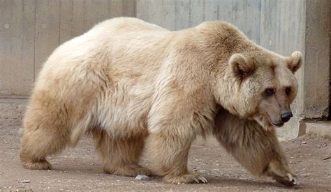 Are “Pizzlies” and “Grolars” the better polar bears? | Polarjournal