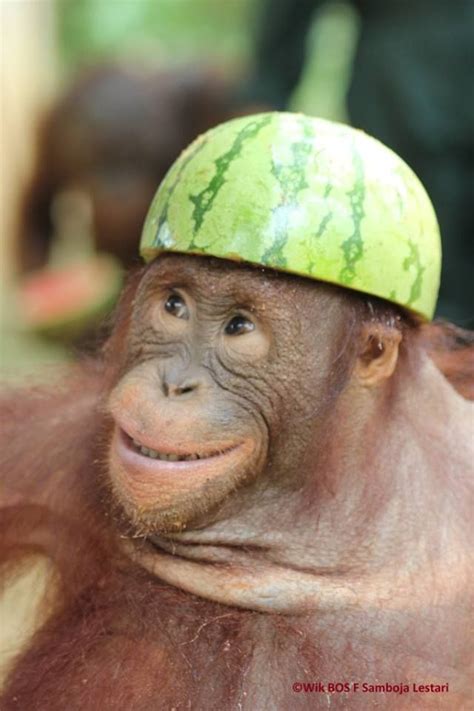 Easter bonnet | Orangutan, Baby orangutan, Cute baby animals