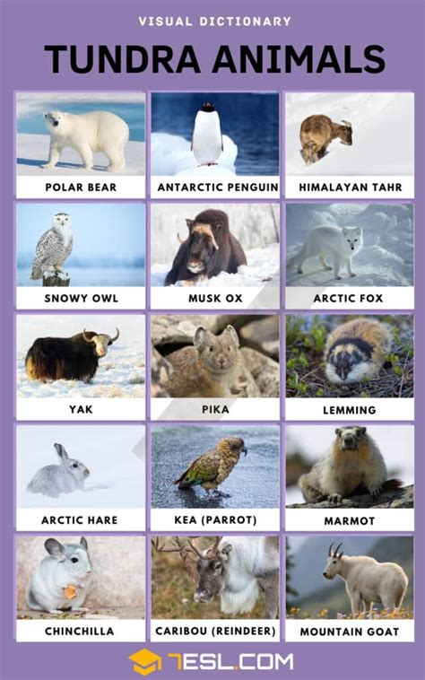 List of 15 Tundra Animals with Facts in English • 7ESL