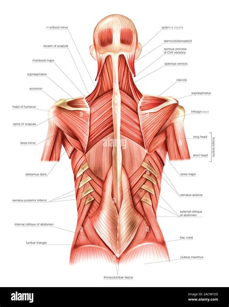 Illustration of trunk, back muscles. This intermediate view labelled illustration is from ...