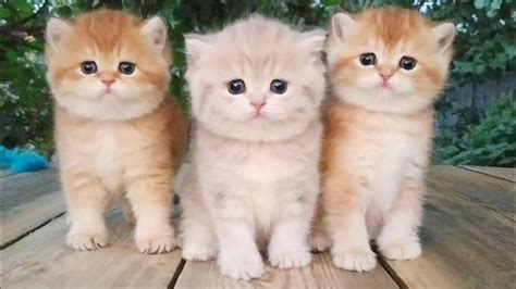 Three little Teddy kittens | Cutest Baby British kittens Cute Kitten Gif, Little Kittens, Cats ...