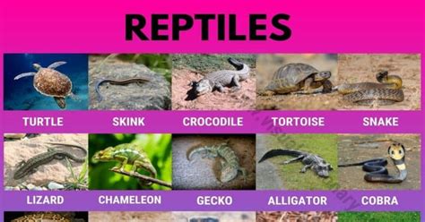 Reptiles: Helpful List of 27 Names of Reptiles in English - Visual Dictionary