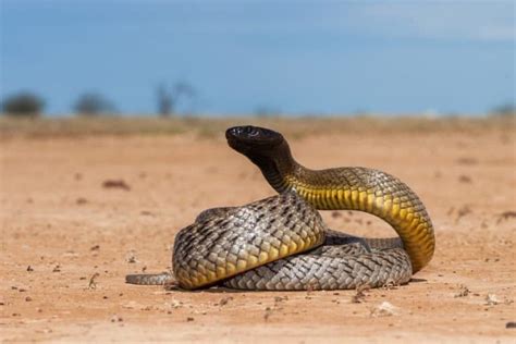 Inland Taipan vs Black Mamba: Who Would Win in a Fight? - AZ Animals