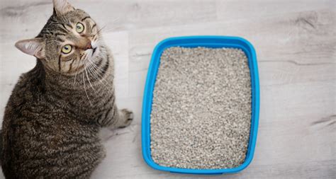 Solving Litter Box Problems In Senior Cats - Pet Central by Chewy