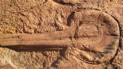 How Earth's oldest animals were fossilized | Science | AAAS