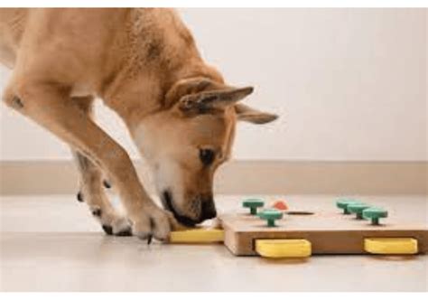 Keep Your Pup Engaged with Amazing Dog Puzzle Feeders