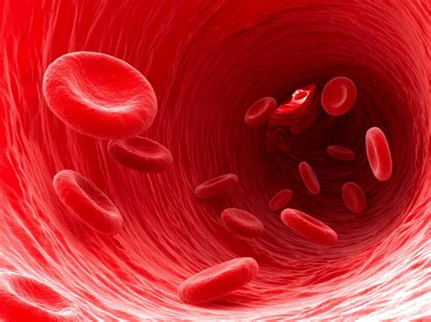 Fungsi Darah Merah, Putih, Plasma dan Keping Darah | HonestDocs