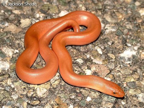 Orange rubber boa. Rosy Boa, Animal Breeding, Super Snake, Beautiful ...