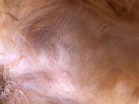 What Causes Impetigo In Dogs