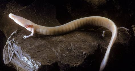 Meet The Olm, The Cave Salamander That Can Stays Motionless For Years