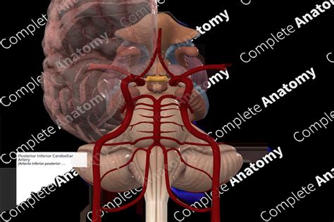 Posterior Inferior Cerebellar Artery | Complete Anatomy