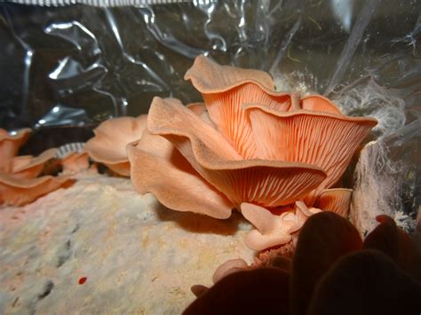 Pink Oyster Mushroom Spawn - 2kg - Mushrush Fungi Specialists