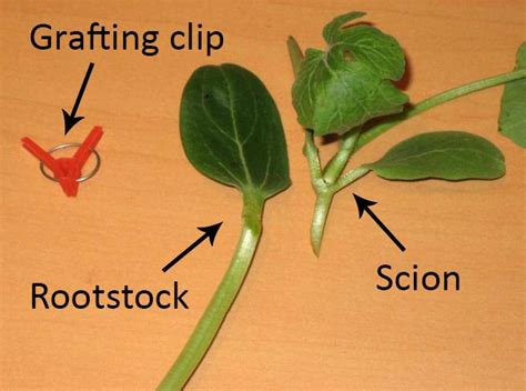 Grafting Types, Splice Grafting