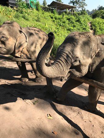Chiangmai Elephant Sanctuary (Chiang Mai) - 2019 All You Need to Know Before You Go (with Photos ...
