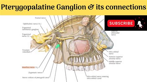 Pterygopalatine Ganglion | Situation | Relations | Connections | Branches | Clinical Anatomy ...