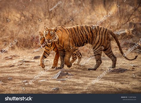 4,638 White Tiger Habitat Images, Stock Photos & Vectors | Shutterstock