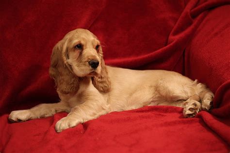 English Cocker Spaniel - Wikipedia