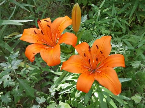 Flower, Lily, Plant, Orange Lily Picture. Image: 129193382