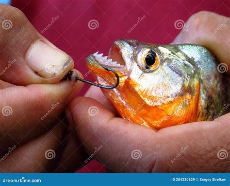 Piranha on Amazon River, Peru, South America Stock Image - Image of ...