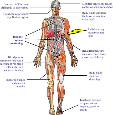 human body systems and functions - ModernHeal.com