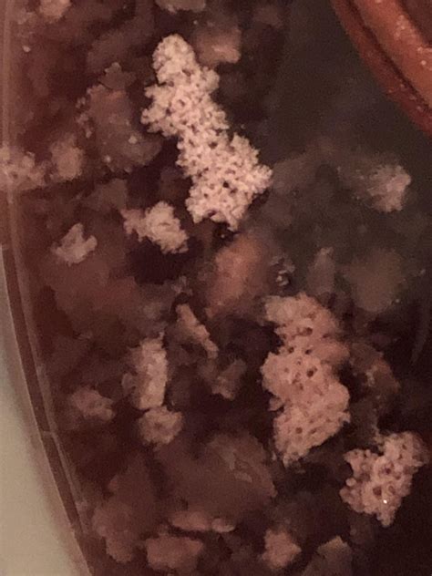 Is this mold in my cherry wine or just dead yeast? Ive made wines ...