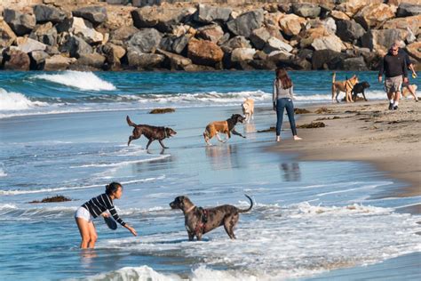 San Diego's 7 Best Dog Beaches