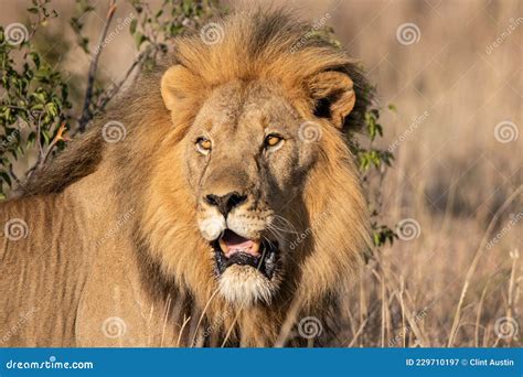 A hunting male lion 2 stock image. Image of hunt, south - 229710197