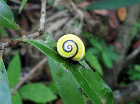 143 best Painted Snail. Caracol pintado de Cuba & Candy cane snail images on Pinterest | Snails ...