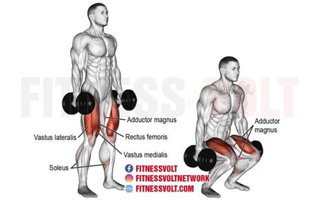 Dumbbell Squat (Legs) – Fitness Volt