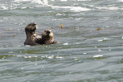 Cuddling Otters | This is a mother Sea Otter with her cub, p… | Flickr