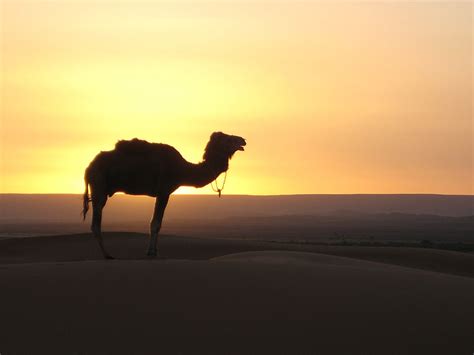 Free photo: desert, camel, morocco, sand Dune, thar Desert, sunset ...