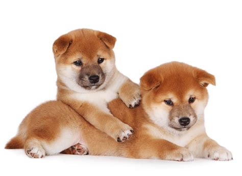 #1 | Shiba Inu Puppies For Sale In Sacramento CA