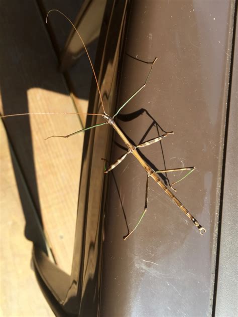 Stick Bug Sighting: The Incredible Walking Stick Insect! — Brooklyn ...