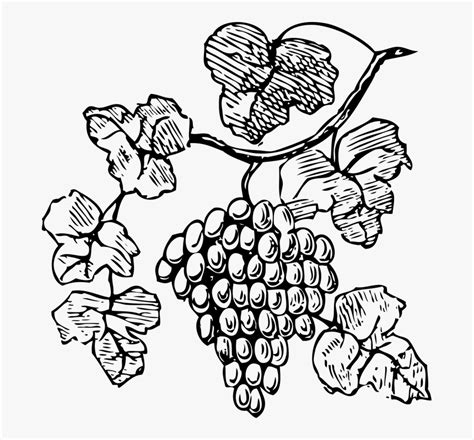Bw-grapes - Grape Vine Clipart Black And White, HD Png Download , Transparent Png Image - PNGitem
