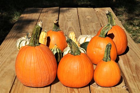 Pumpkins On Wood Table Free Stock Photo - Public Domain Pictures