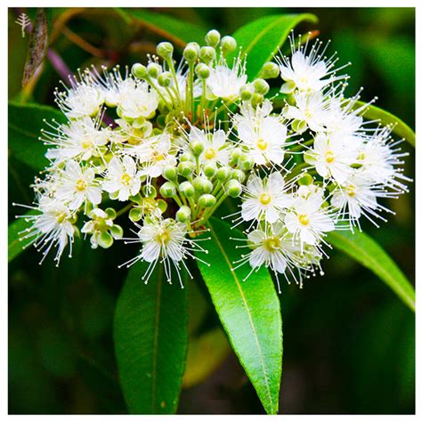 Buy Australian Lemon Myrtle Essential Oil 100% Pure