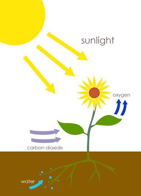 Photosynthesis | Ask A Biologist