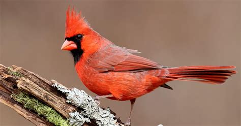 What is the State Bird of Ohio? (And Why?) | Birdfact