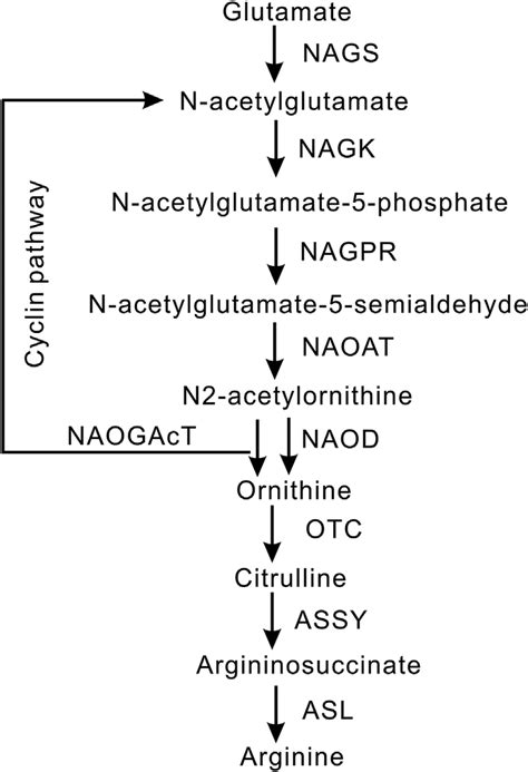 Putative arginine biosynthesis pathway in plants The enzymes catalyzing ...