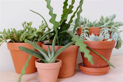 9 Varieties of Succulent Plants for Indoor Growing