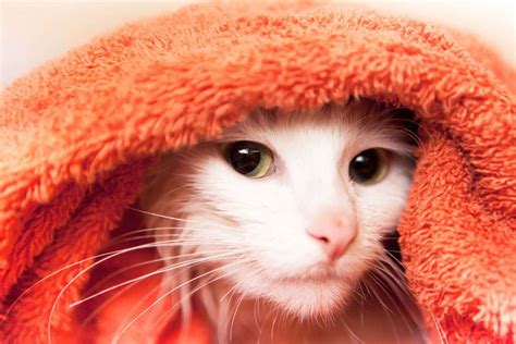 How Do I Treat My Cat's Cold? – Vet Organics