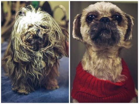 Rescued Animals Before and After (33 pics)